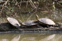 Trachemys scripta elegans
