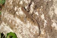 Podarcis muralis