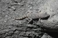 Tarentola mauritanica