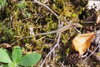 Podarcis muralis