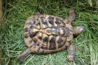 Testudo hermanni