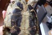Testudo hermanni