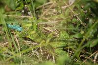 Lacerta bilineata