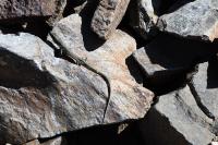 Iberolacerta bonnali