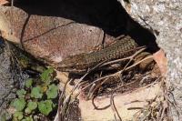 Podarcis muralis