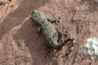 Tarentola mauritanica