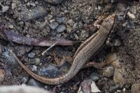 Podarcis muralis