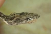 Coronella austriaca