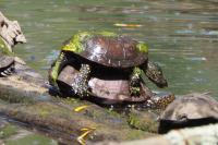Emys orbicularis