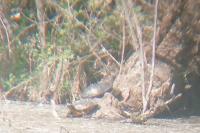 Trachemys scripta elegans