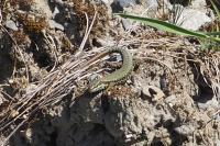 Podarcis muralis