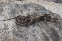 Malpolon monspessulanus