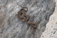 Malpolon monspessulanus