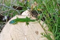 Lacerta bilineata