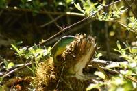 Lacerta bilineata bilineata