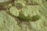 Tarentola mauritanica