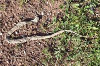 Malpolon monspessulanus