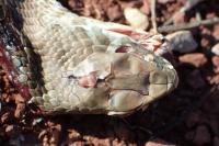 Malpolon monspessulanus