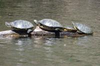Trachemys scripta elegans