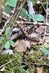 Vipera aspis