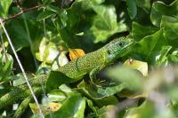 Lacerta bilineata