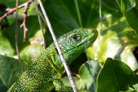 Lacerta bilineata