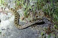 Coronella girondica
