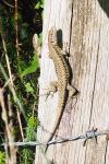Podarcis muralis
