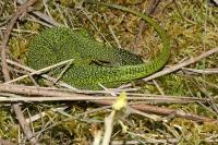 Lacerta bilineata