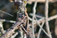 Podarcis muralis
