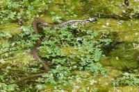 Natrix helvetica