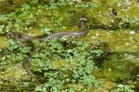 Natrix helvetica