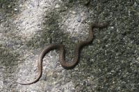 Coronella austriaca
