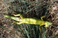 Lacerta bilineata