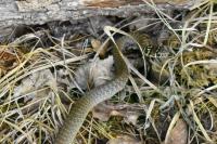 Hierophis viridiflavus