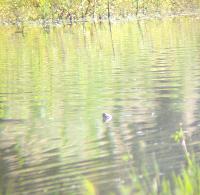 Trachemys scripta elegans