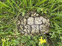 Trachemys scripta