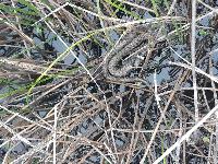 Natrix helvetica