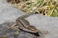 Podarcis muralis