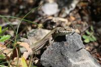 Podarcis liolepis cebennensis