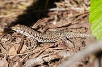 Podarcis liolepis cebennensis