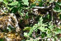 Hierophis viridiflavus