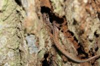Podarcis muralis