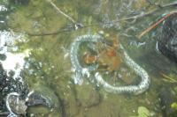 Natrix helvetica