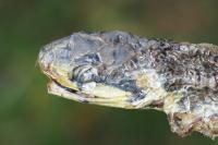 Zamenis longissimus