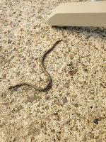 Zamenis longissimus