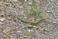 Lacerta bilineata