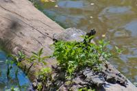 Trachemys scripta
