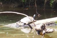 Trachemys scripta