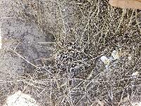 Emys orbicularis